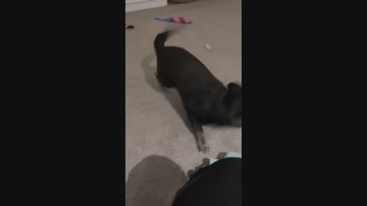 Enlarge Benny, a Adoptable Chiweenie in Pawtucket, RI video 4/5