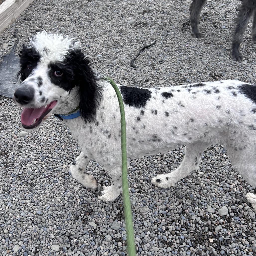 Aero, Adoptable, Young Male Standard Poodle & Standard Poodle.