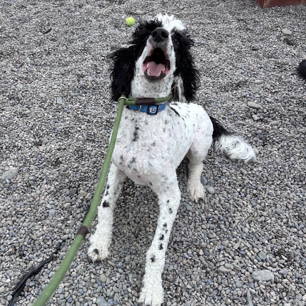 Aero, a Adoptable mixed breed in Binghamton, NY image 3/3