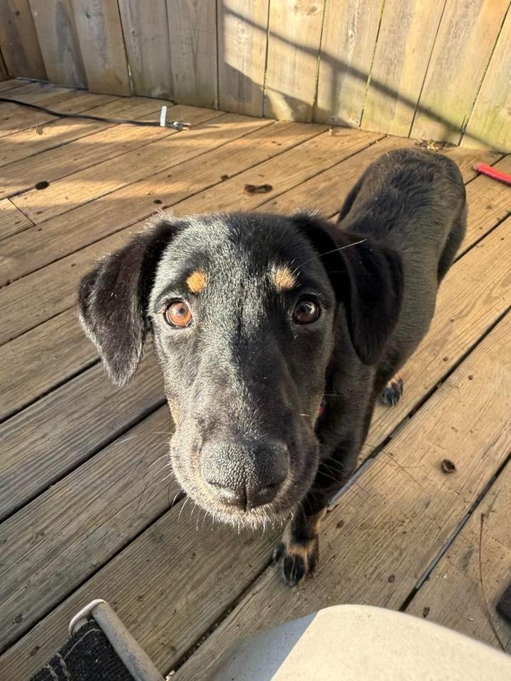 Gigabytes $500, Adoptable, Puppy Female Labrador Retriever & Mixed Breed.