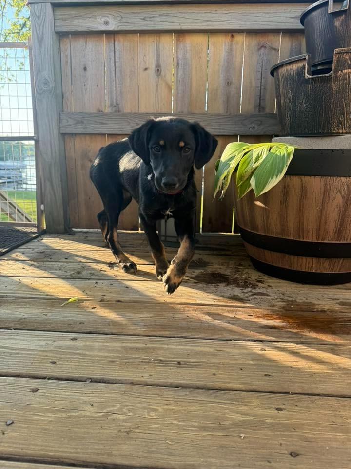 Gigabytes $500, a Adoptable mixed breed in Milwaukee, WI image 2/4