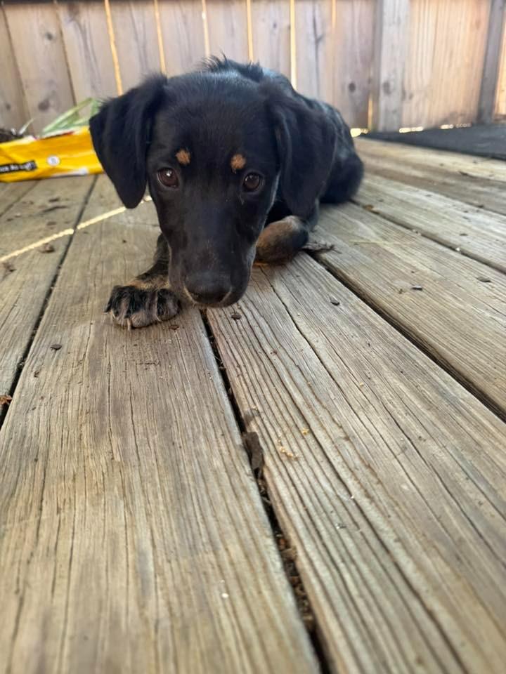 Gigabytes $500, a Adoptable mixed breed in Milwaukee, WI image 3/4