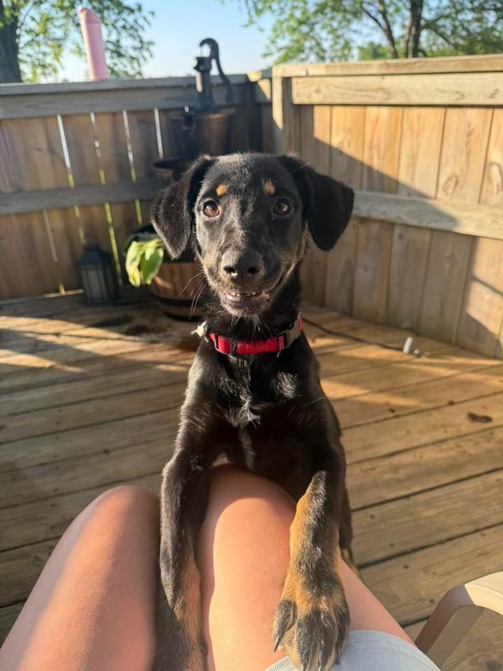 Gigabytes $500, a Adoptable mixed breed in Milwaukee, WI image 4/4