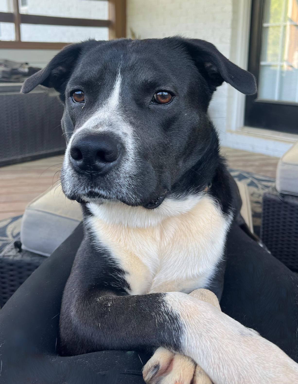 Chase, a Adoptable mixed breed in Raleigh, NC image 3/6