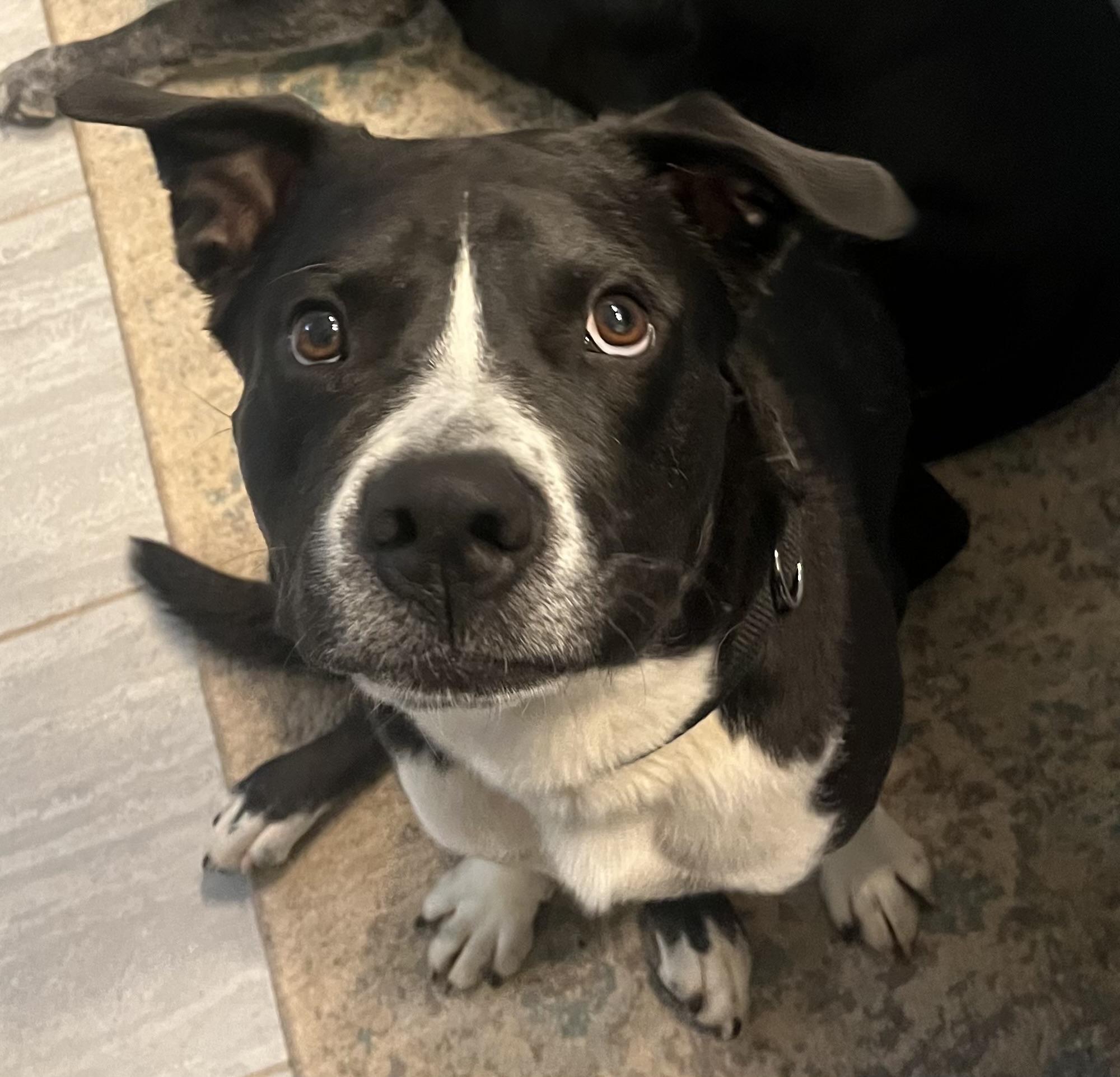 Chase, Adoptable, Adult Male Border Collie & American Staffordshire Terrier.