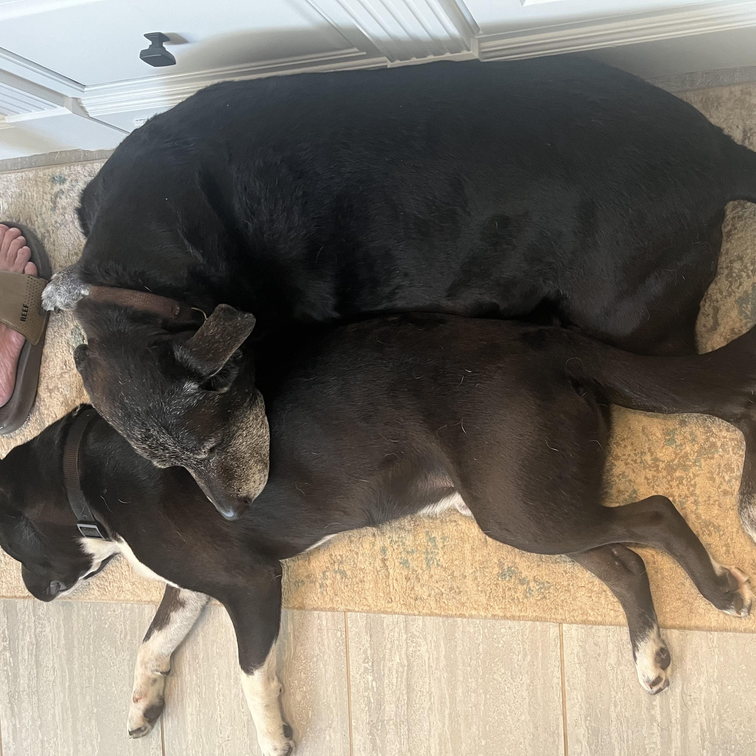 Chase, a Adoptable mixed breed in Raleigh, NC image 4/6