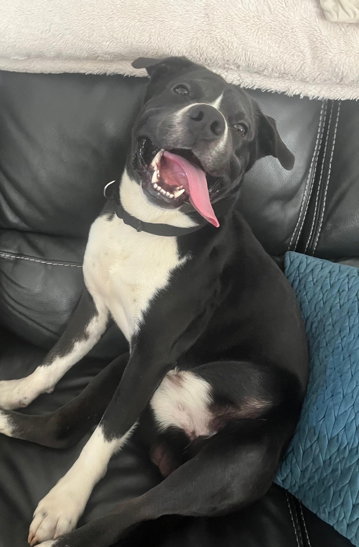 Chase, a Adoptable mixed breed in Raleigh, NC image 6/6