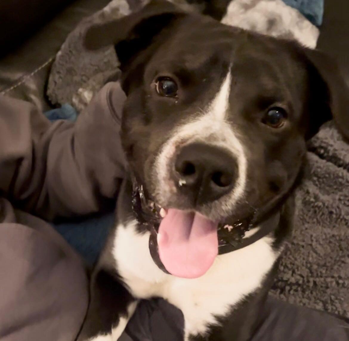 Chase, a Adoptable mixed breed in Raleigh, NC image 5/6