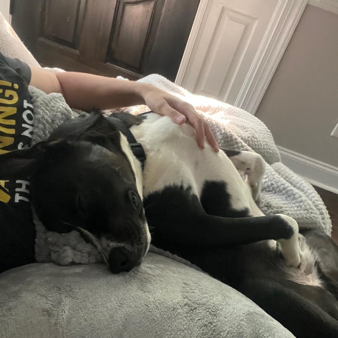 Chase, a Adoptable mixed breed in Raleigh, NC image 2/6