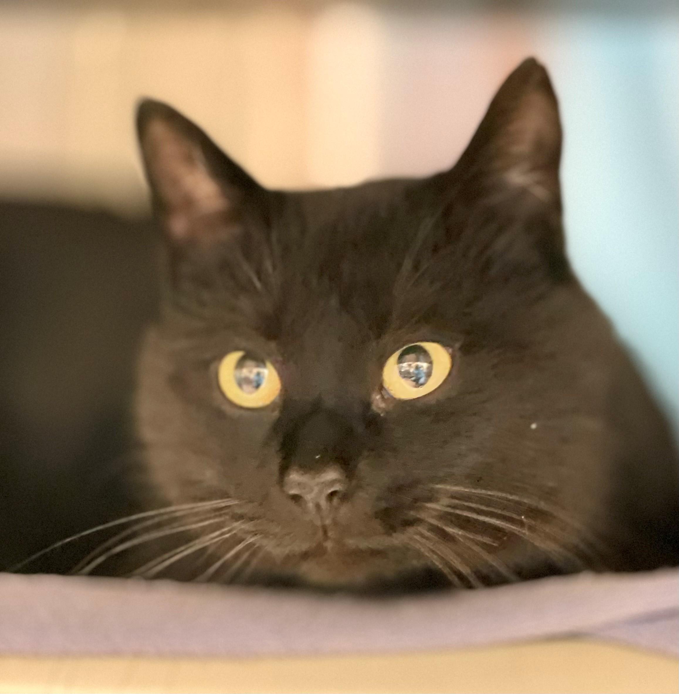 Enlarge Cashel, an adopted Domestic Short Hair in Hamilton, ON image 3/3