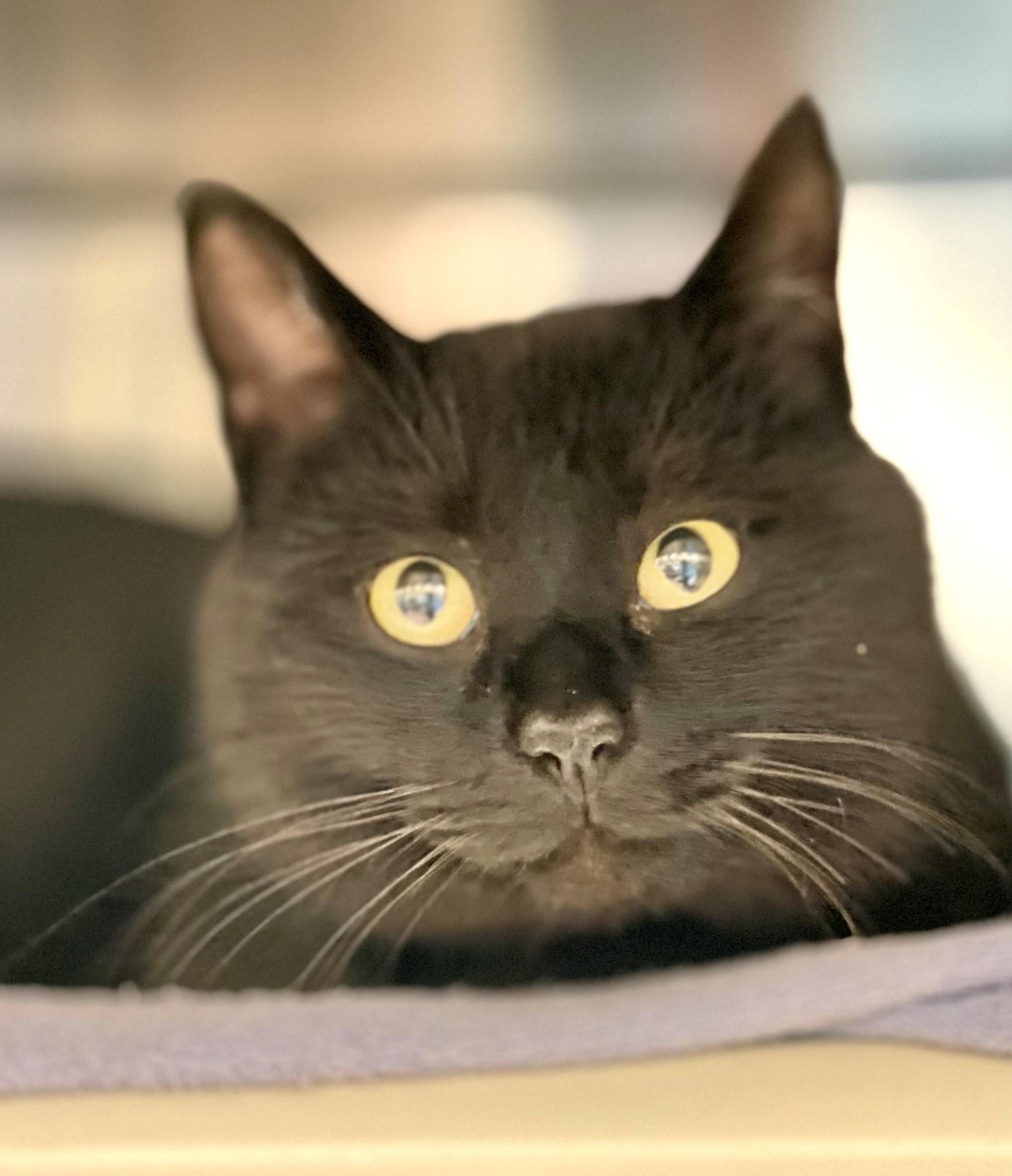 Enlarge Cashel, an adopted Domestic Short Hair in Hamilton, ON image 1/3