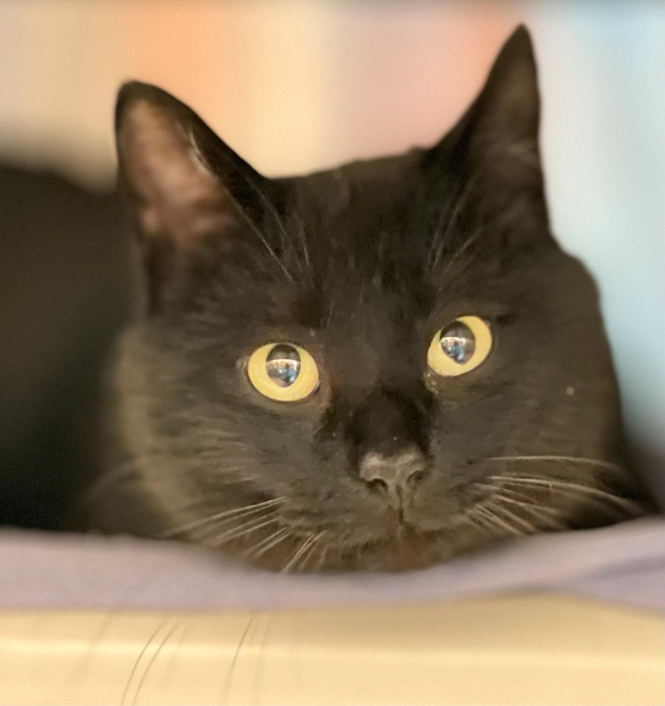 Enlarge Cashel, an adopted Domestic Short Hair in Hamilton, ON image 2/3