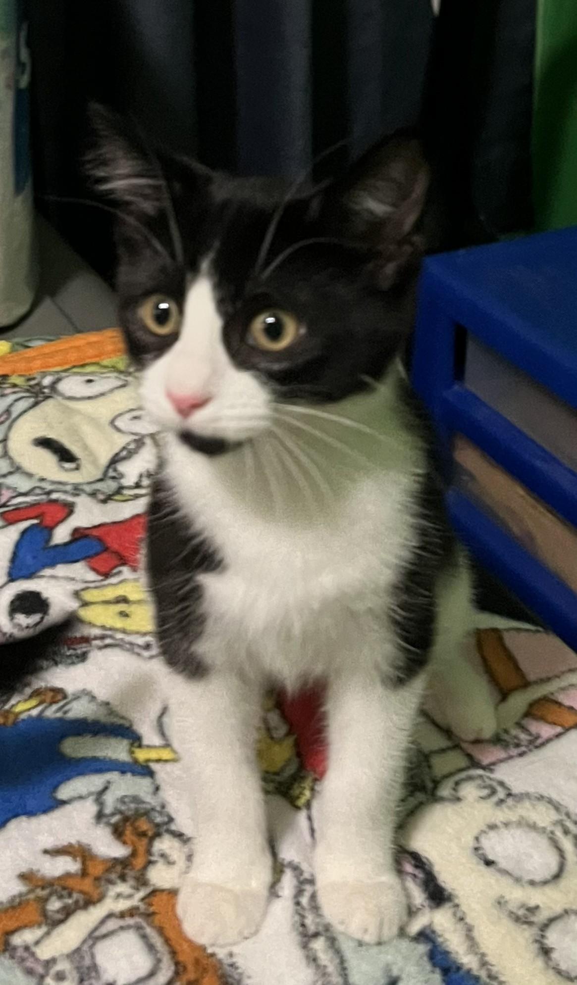 BEARDSLEY, a ADOPTABLE Domestic Short Hair in Chicago Ridge, IL image 2/2
