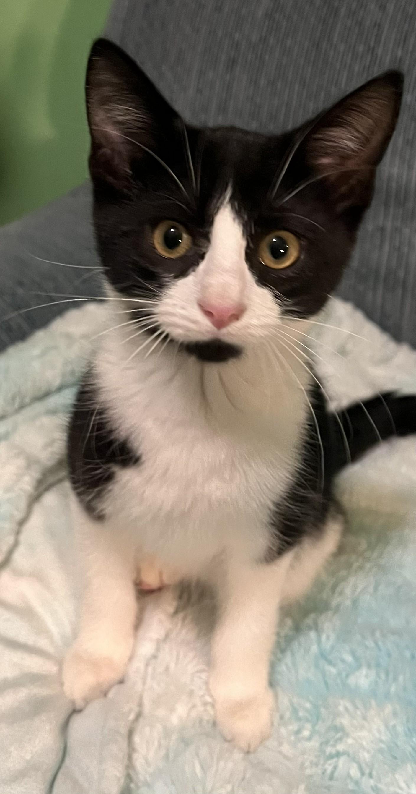 BEARDSLEY, ADOPTABLE, Young Male Domestic Short Hair.