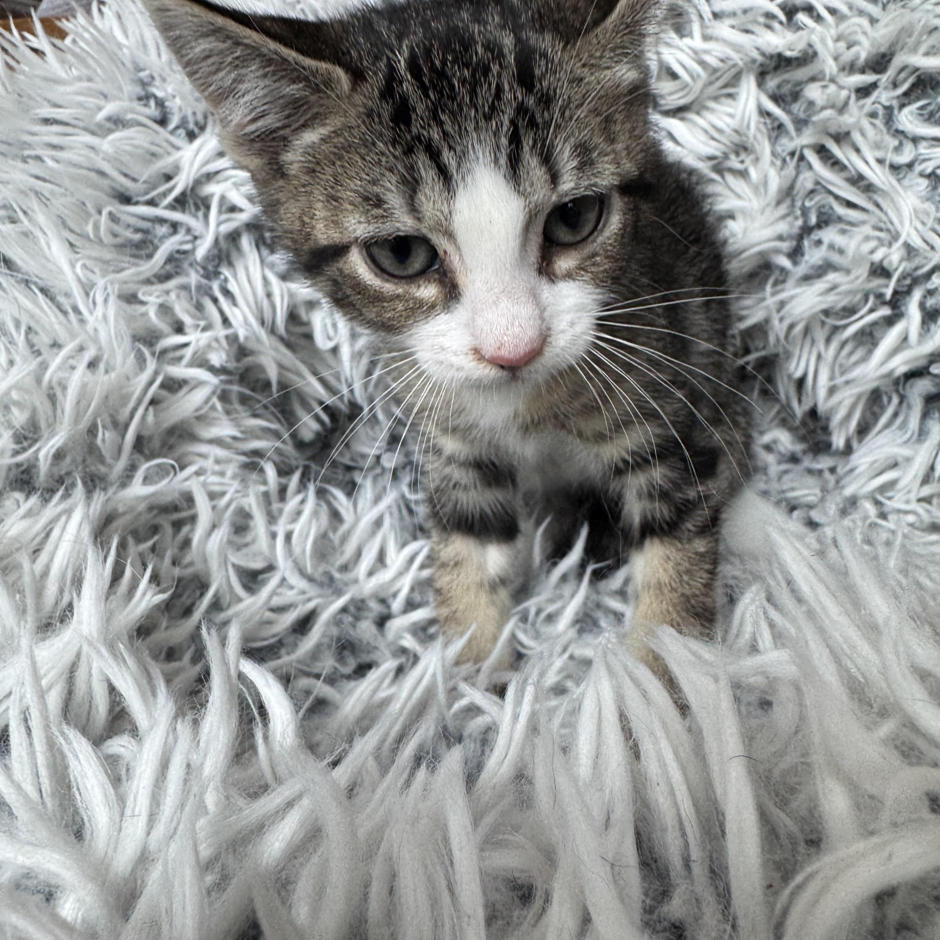 Penny, a ADOPTABLE mixed breed in Bonney Lake, WA image 5/6