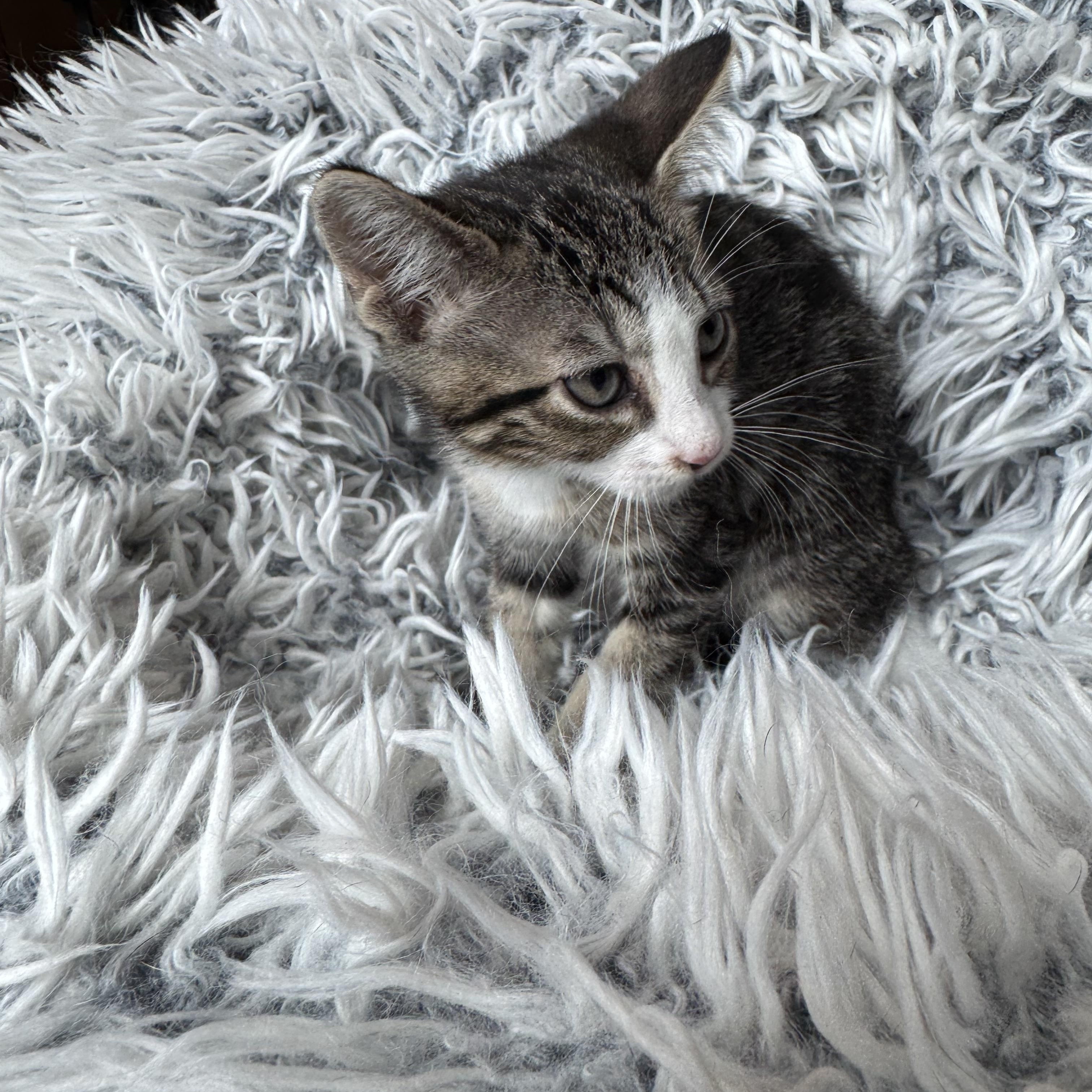 Penny, a ADOPTABLE mixed breed in Bonney Lake, WA image 3/6