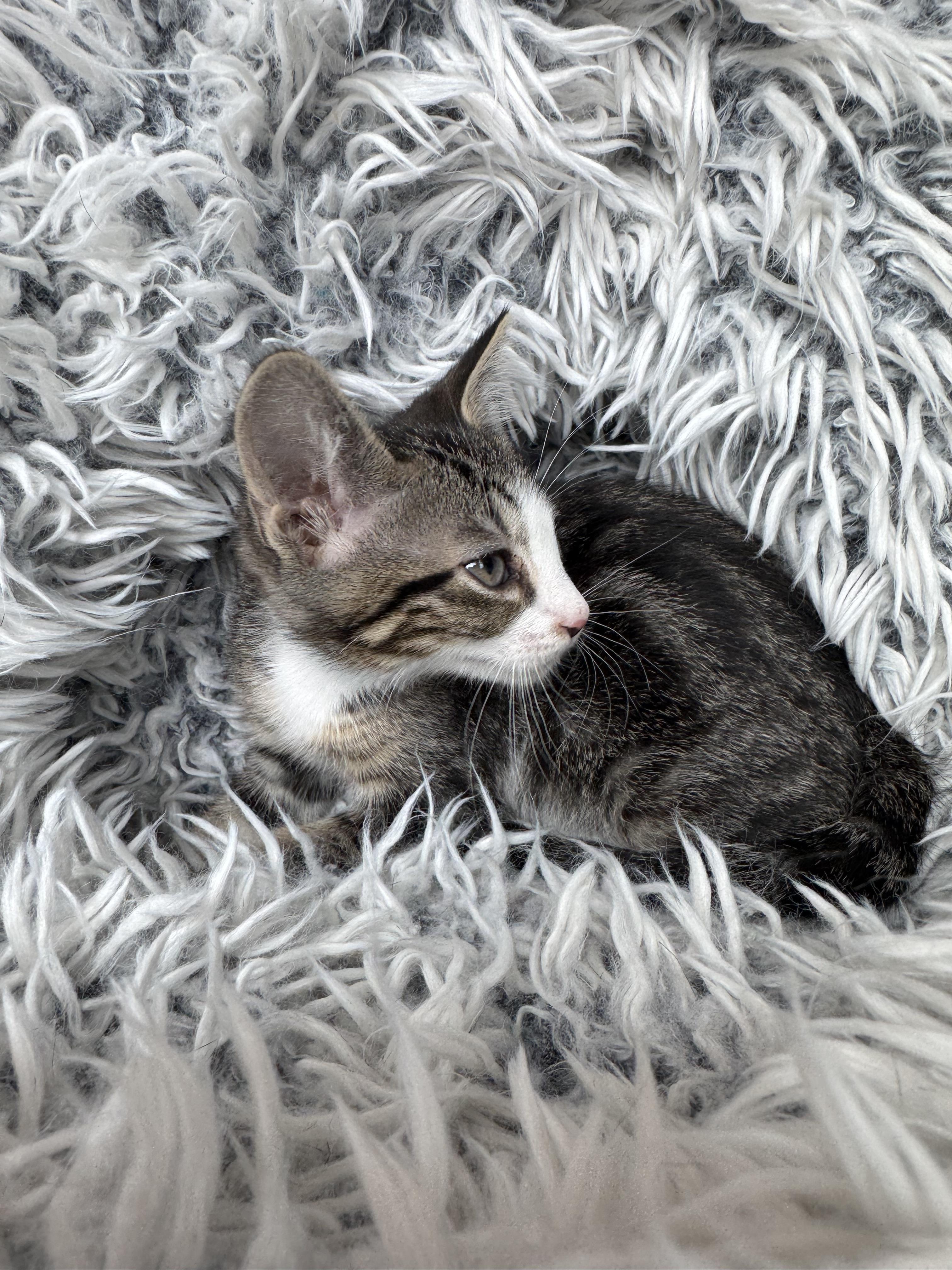 Penny, ADOPTABLE, Kitten Female Domestic Short Hair.