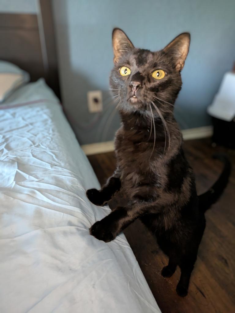 Hayward, Adoptable, Adult Male Domestic Short Hair.