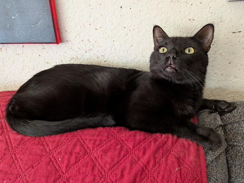 Enlarge Hayward, a Adoptable mixed breed in San Antonio, TX image 2/6