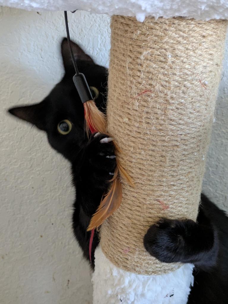 Enlarge Hayward, a Adoptable mixed breed in San Antonio, TX image 3/6