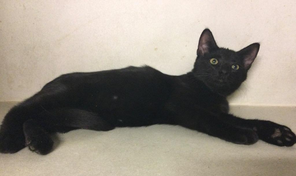 Enlarge Hayward, a Adoptable mixed breed in San Antonio, TX image 4/6