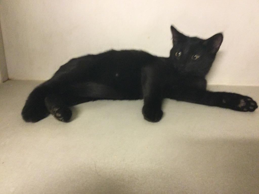 Enlarge Hayward, a Adoptable mixed breed in San Antonio, TX image 5/6