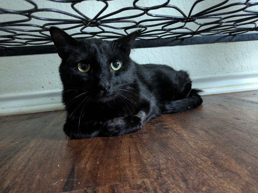 Enlarge Hayward, a Adoptable mixed breed in San Antonio, TX image 6/6