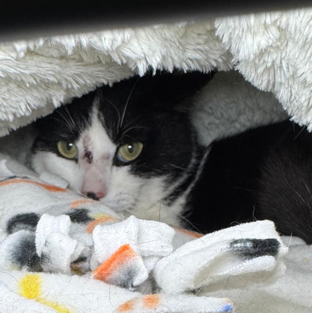 Odessa, Adoptable, Young Female Domestic Short Hair.