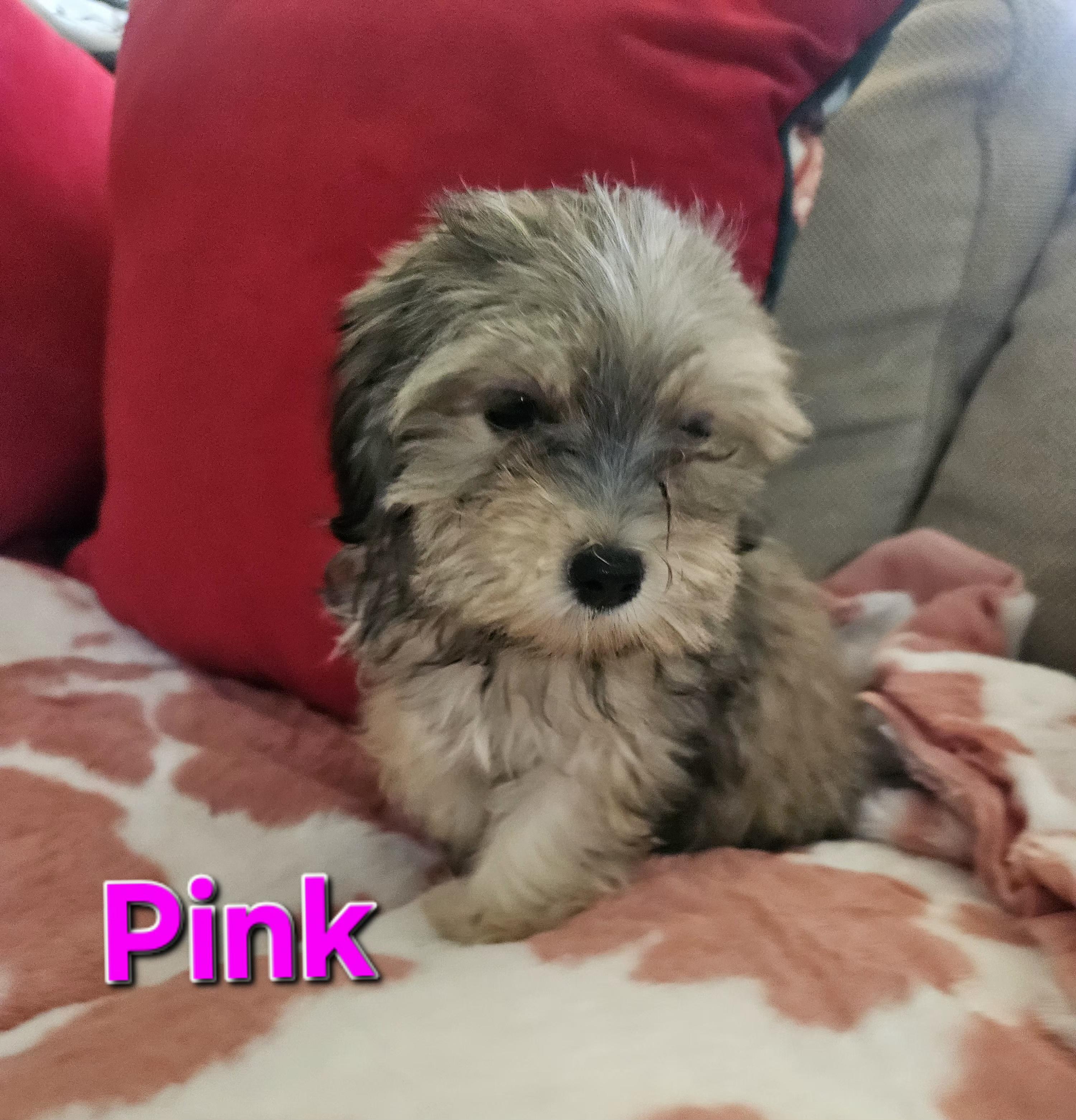 Enlarge Pink, a Adoptable mixed breed in Los Angeles, CA image 1/5