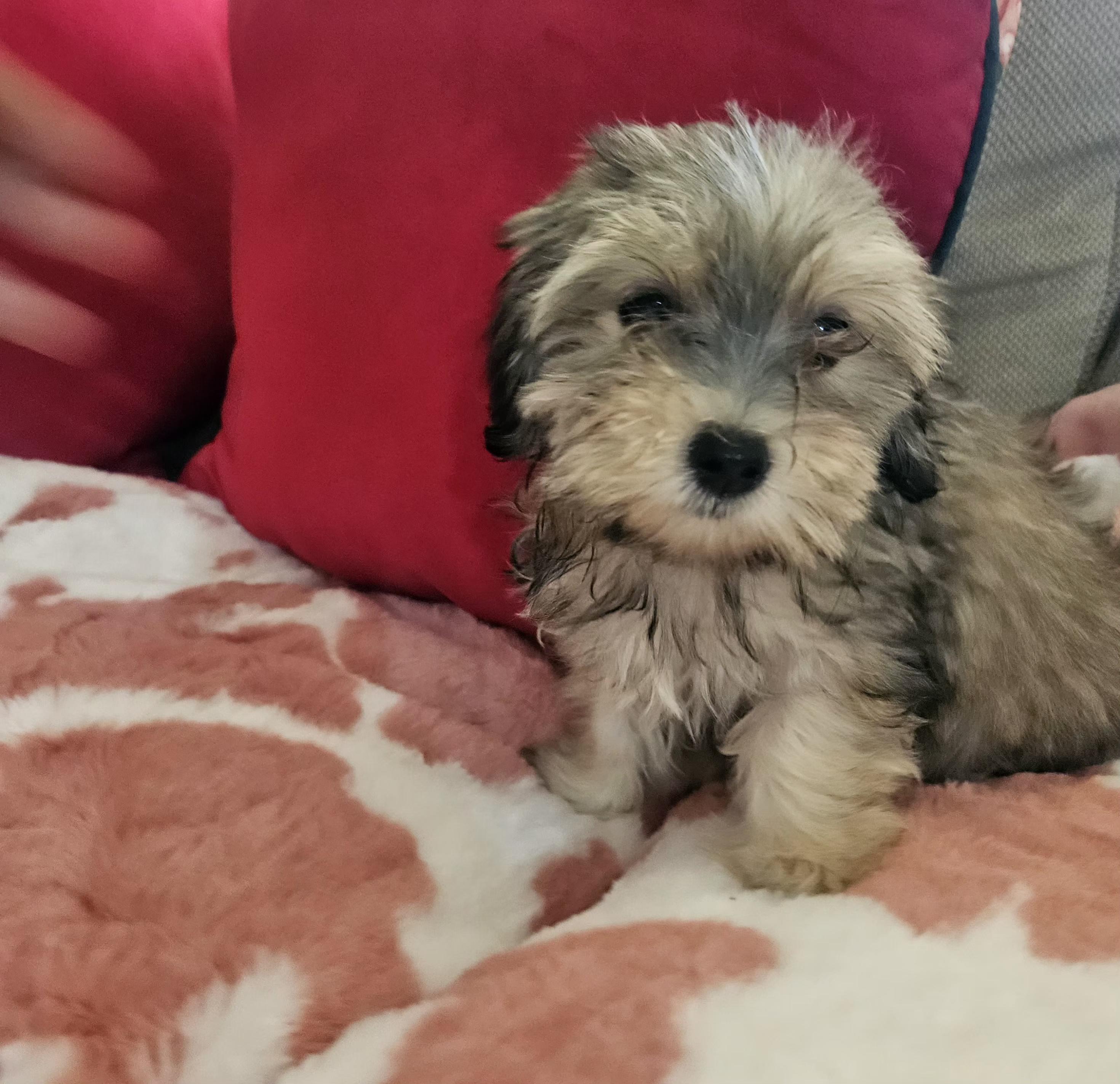 Enlarge Pink, a Adoptable mixed breed in Los Angeles, CA image 3/5