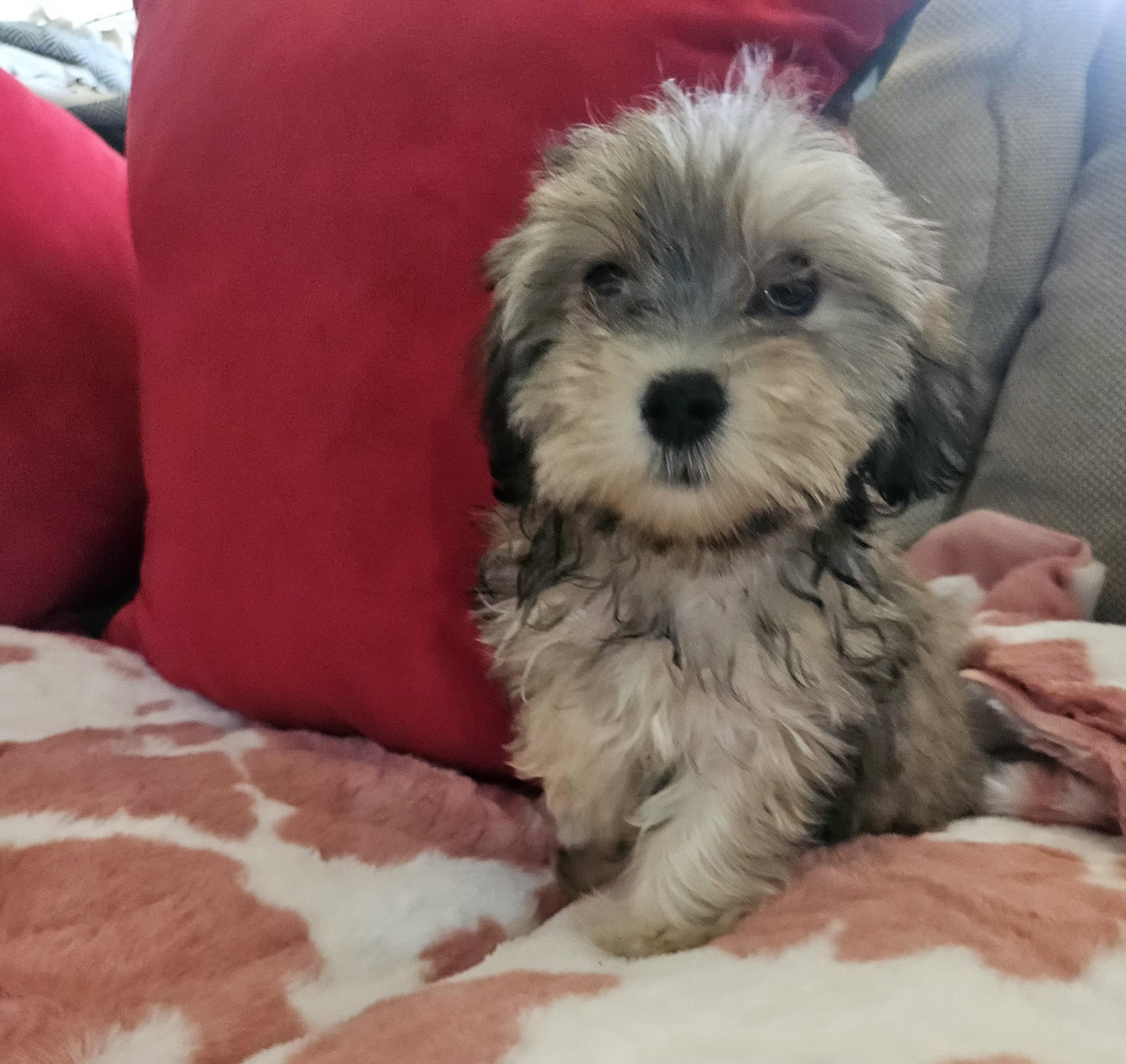 Enlarge Pink, a Adoptable mixed breed in Los Angeles, CA image 2/5