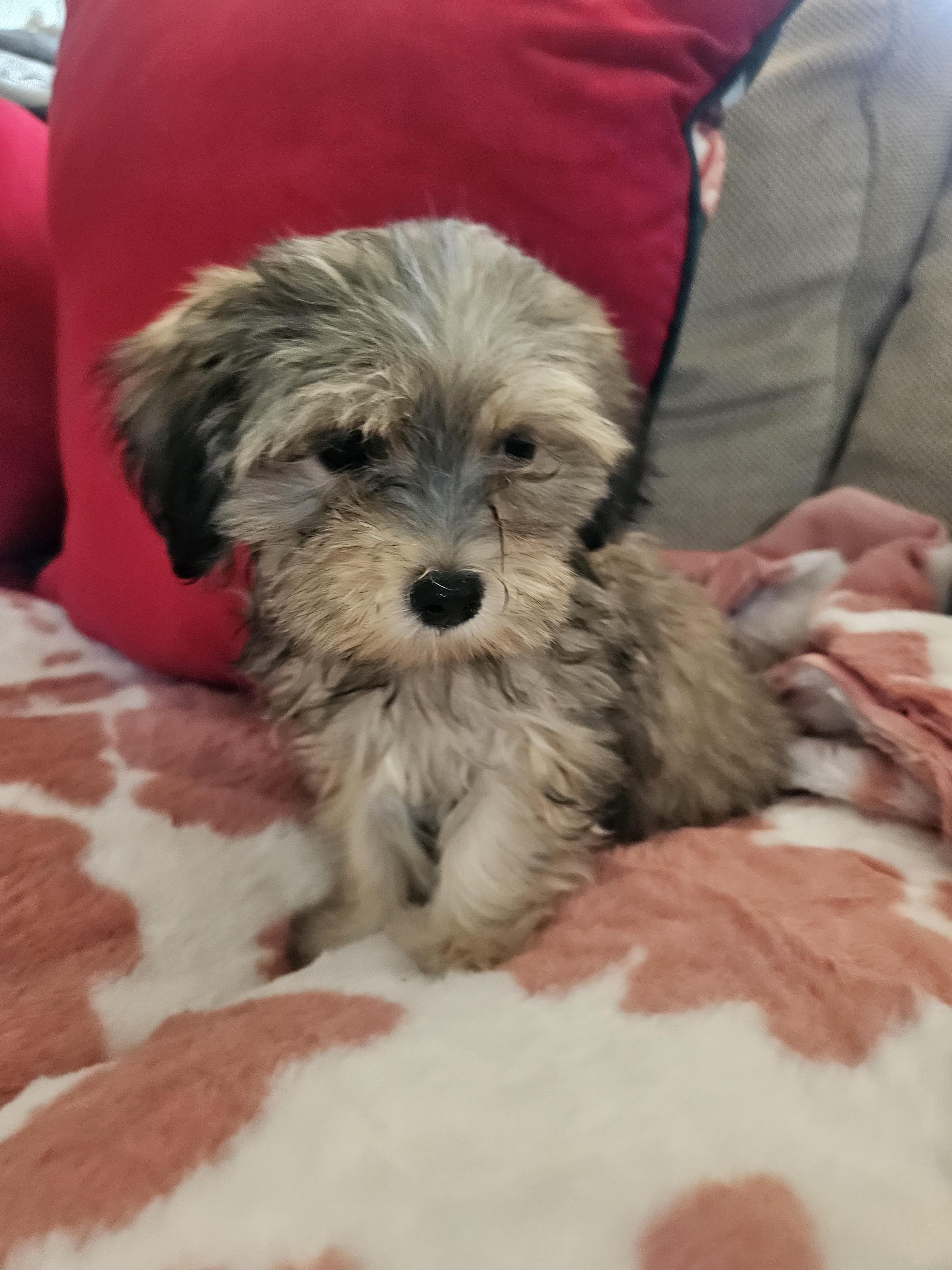 Enlarge Pink, a Adoptable mixed breed in Los Angeles, CA image 5/5