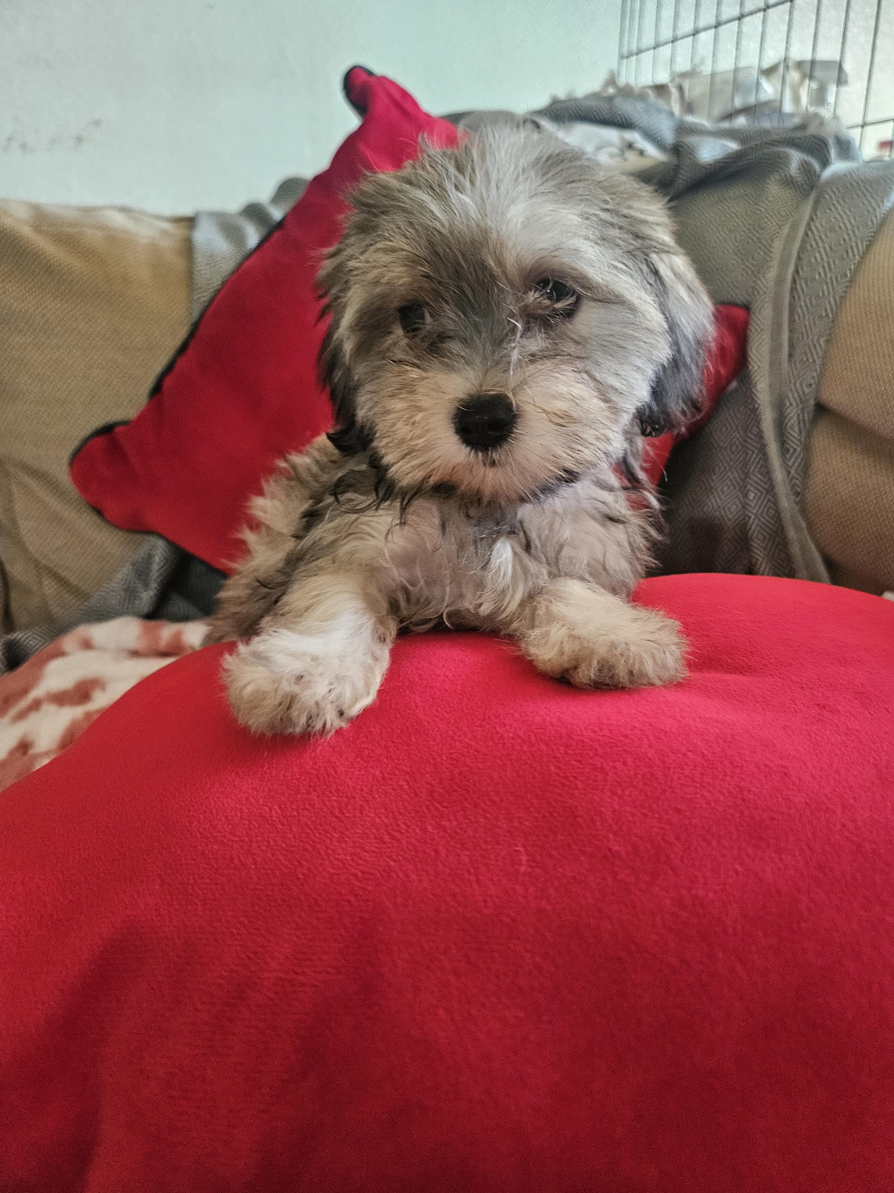 Enlarge Pink, a Adoptable mixed breed in Los Angeles, CA image 4/5