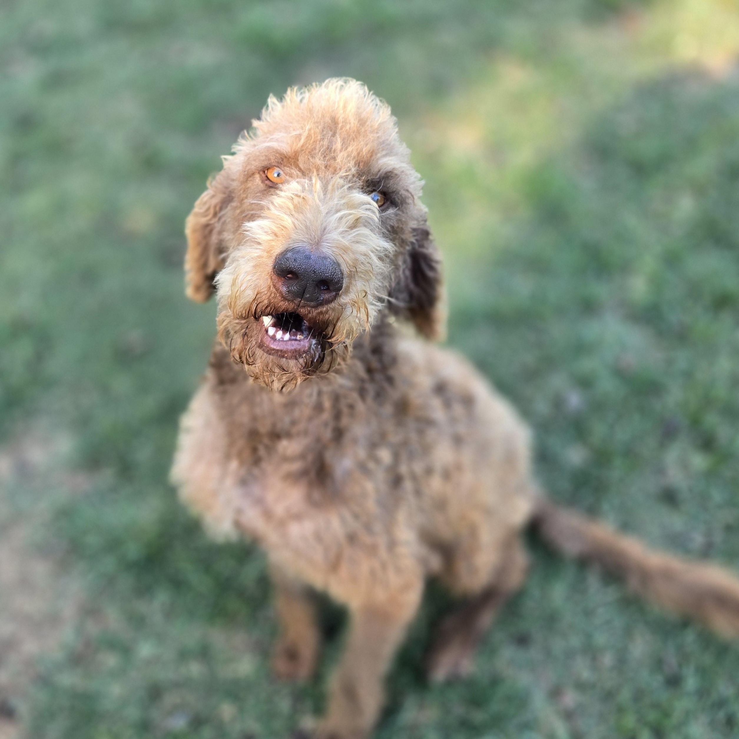 Baxter, an adoptable Labradoodle in Athens, AL, 35611 | Photo Image 2