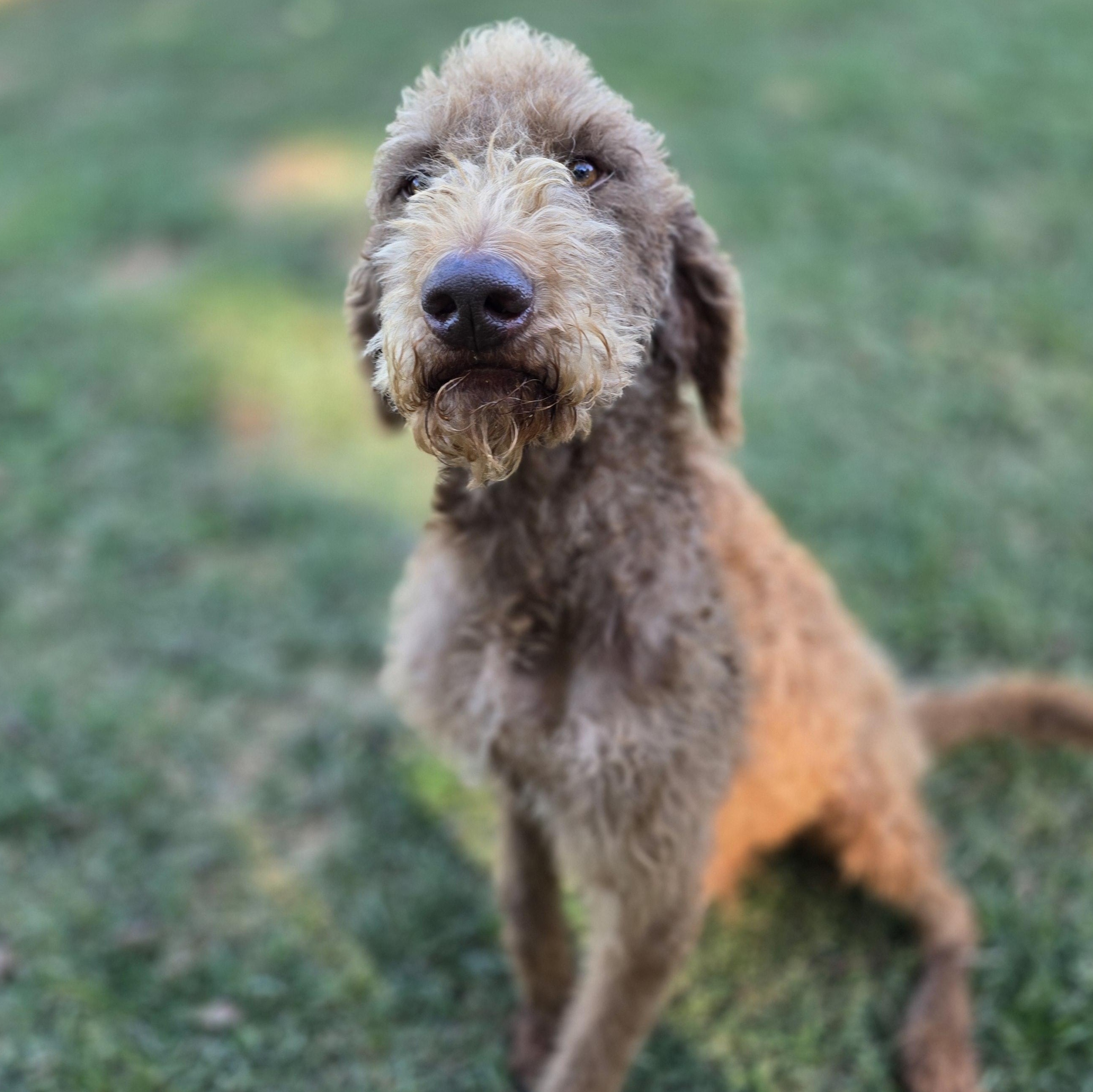 Baxter, an adoptable Labradoodle in Athens, AL, 35611 | Photo Image 3