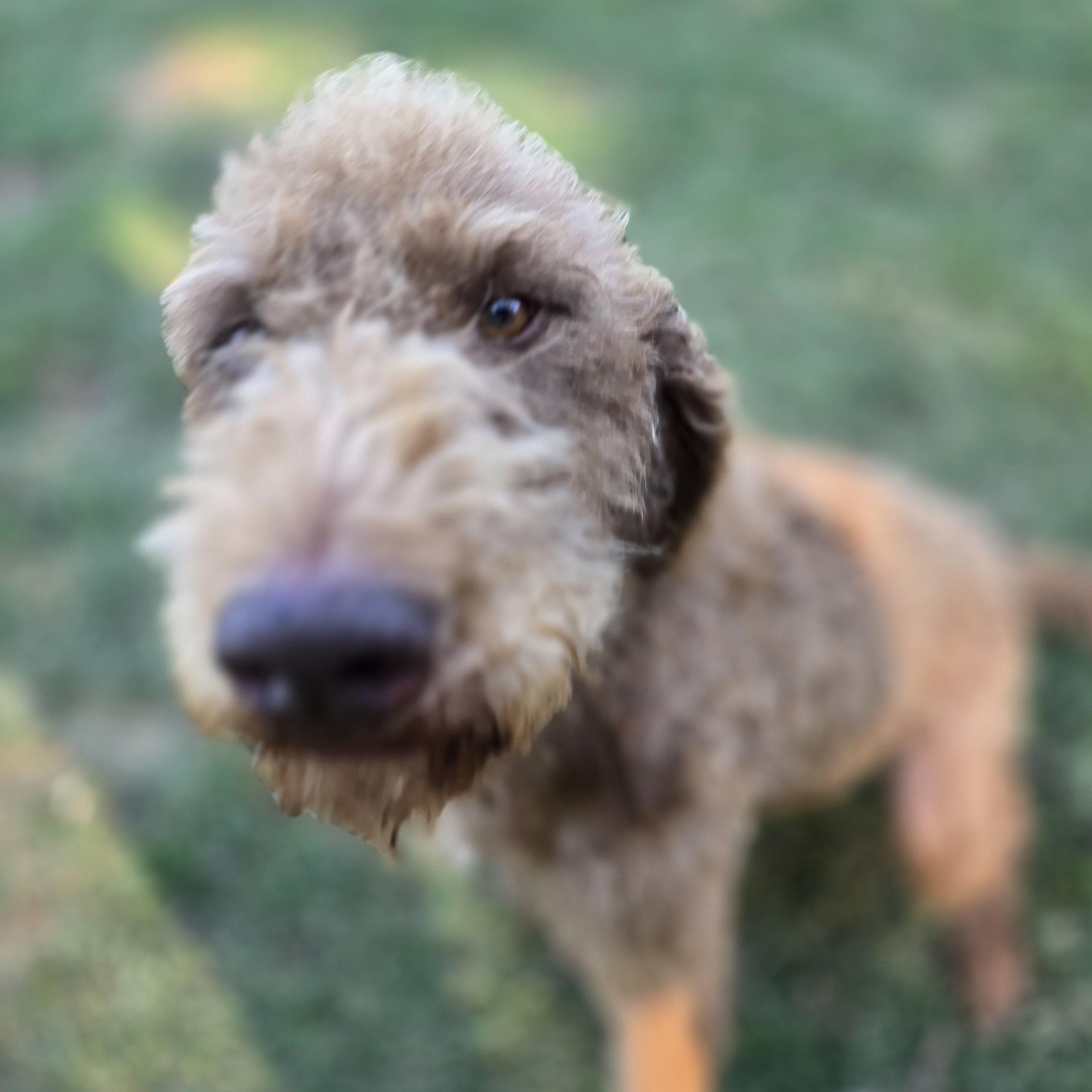 Baxter, an adoptable Labradoodle in Athens, AL, 35611 | Photo Image 4