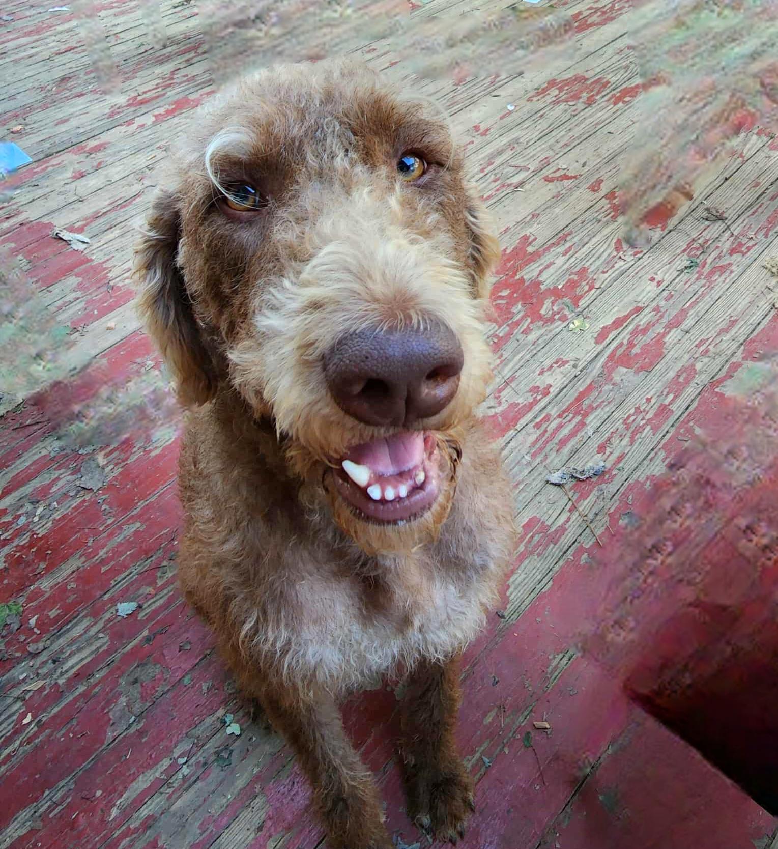 Baxter, an adoptable Labradoodle in Athens, AL, 35611 | Photo Image 5