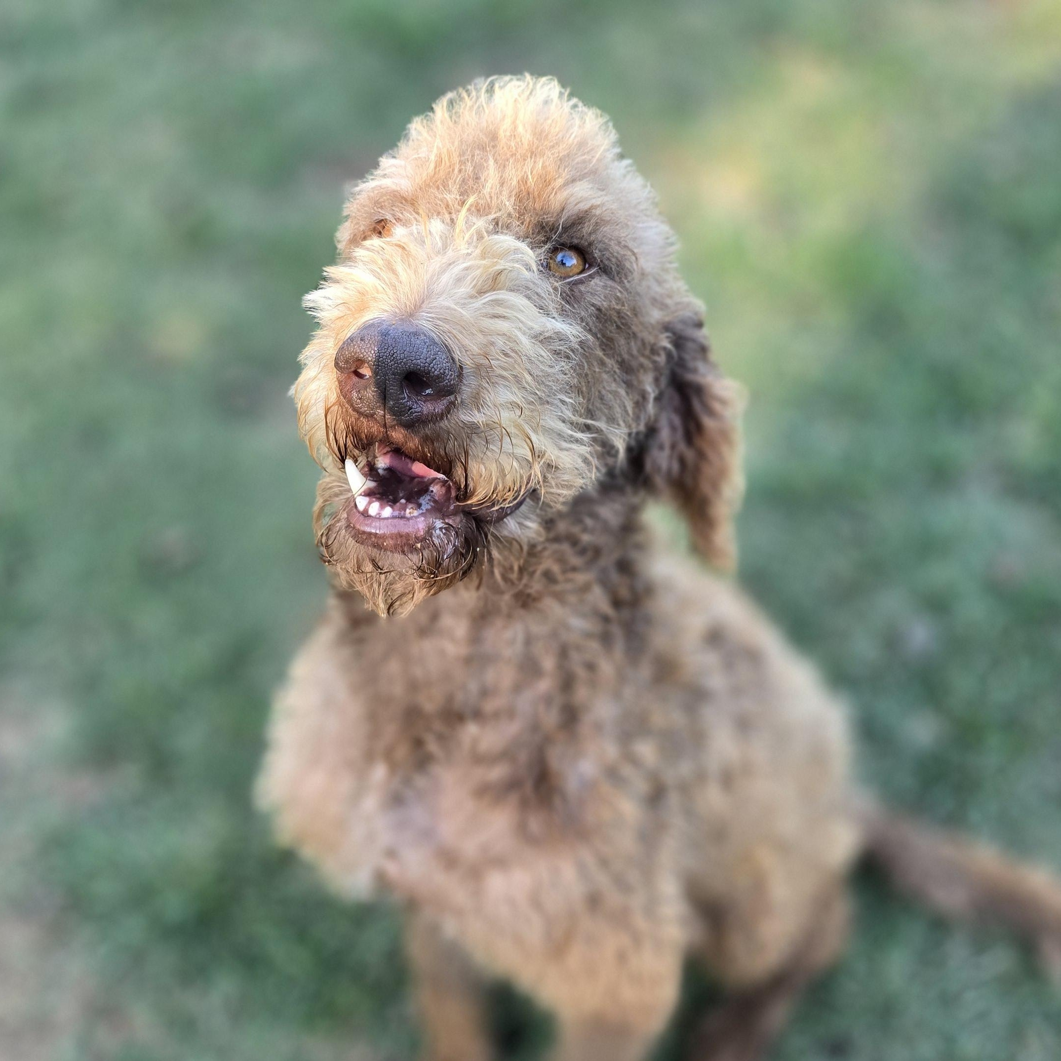 Baxter, an adoptable Labradoodle in Athens, AL, 35611 | Photo Image 6