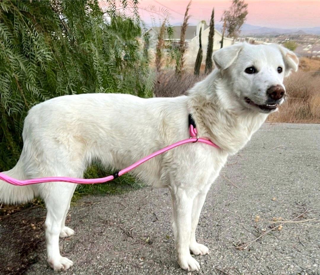 Enlarge Keira, a Adoptable mixed breed in Temecula, CA image 2/6