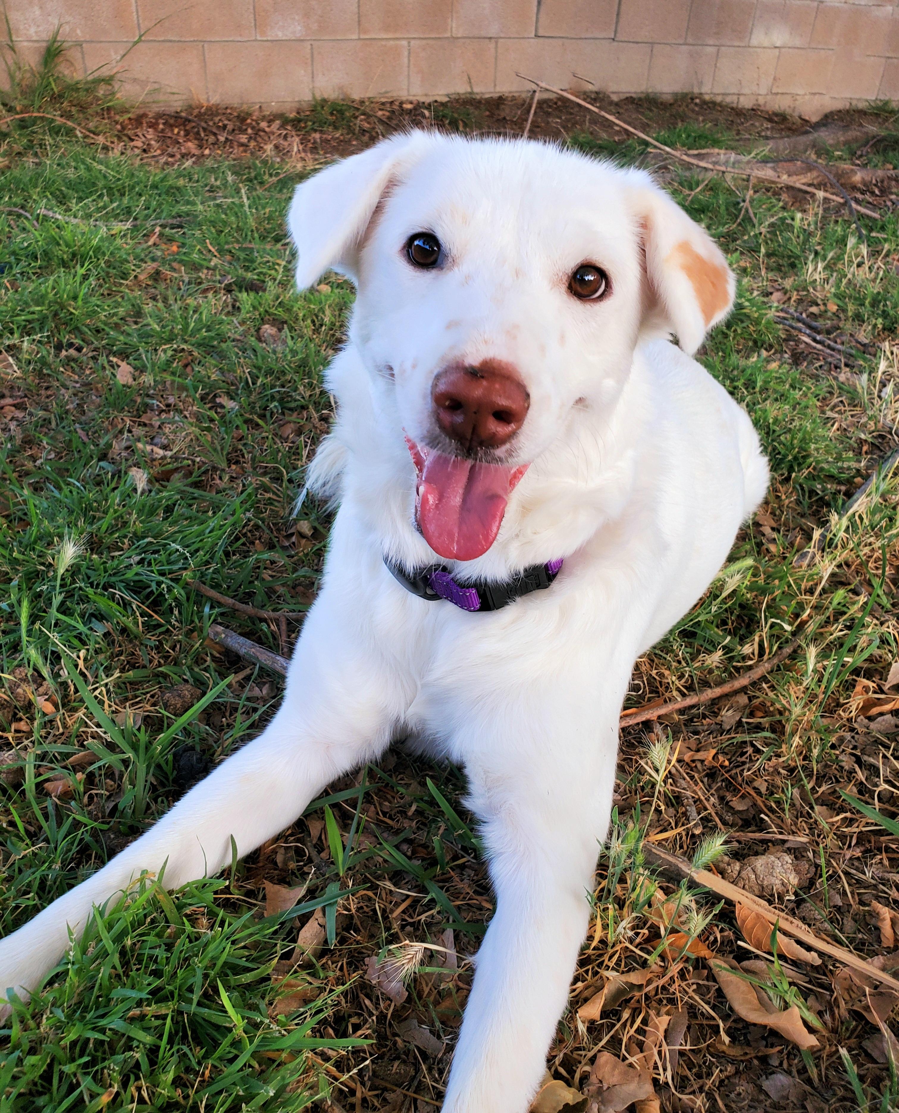 Enlarge Keira, a Adoptable mixed breed in Temecula, CA image 1/6