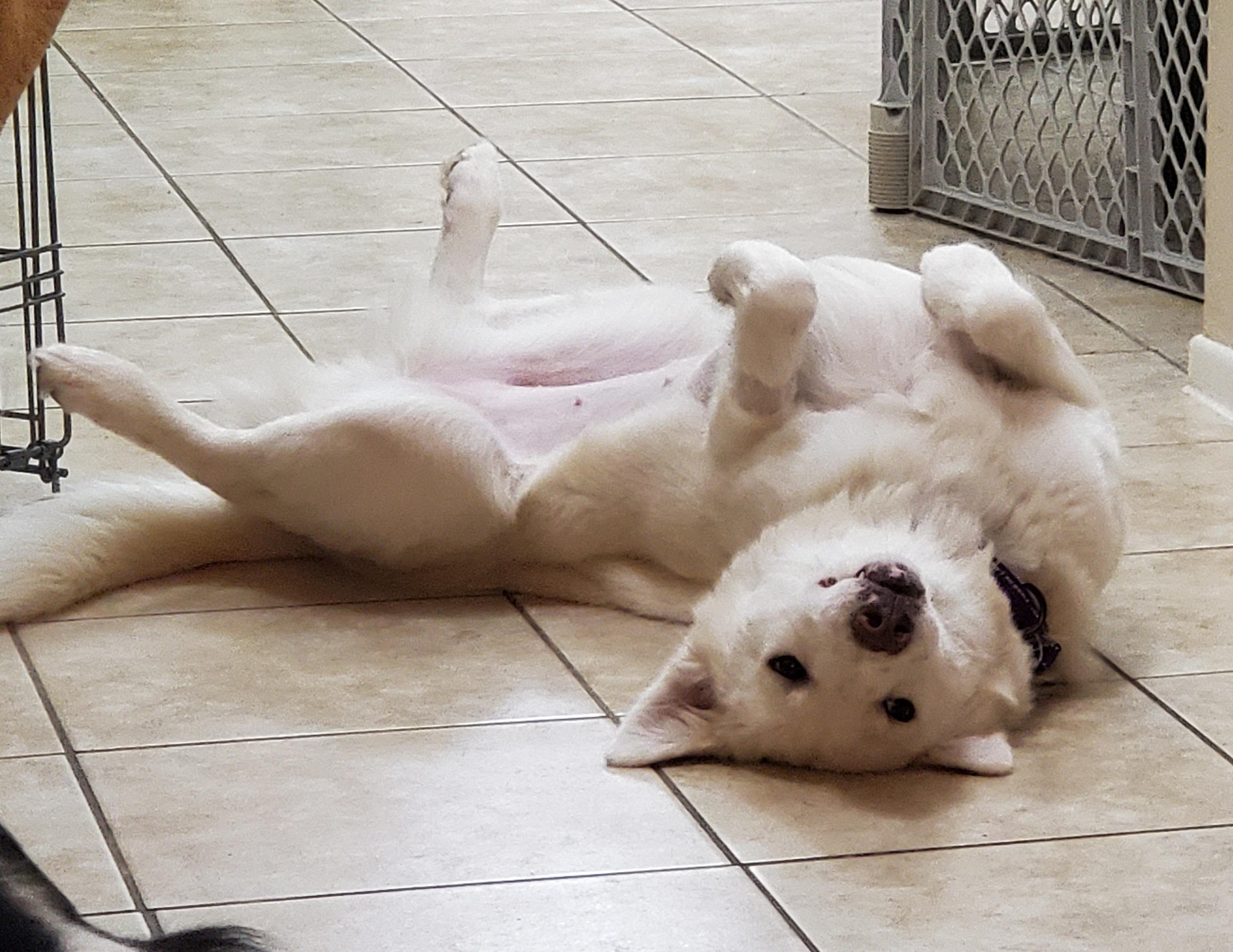 Enlarge Keira, a Adoptable mixed breed in Temecula, CA image 5/6