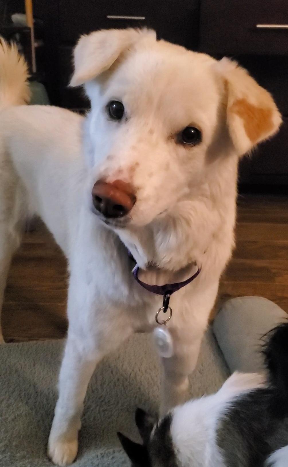 Enlarge Keira, a Adoptable mixed breed in Temecula, CA image 4/6