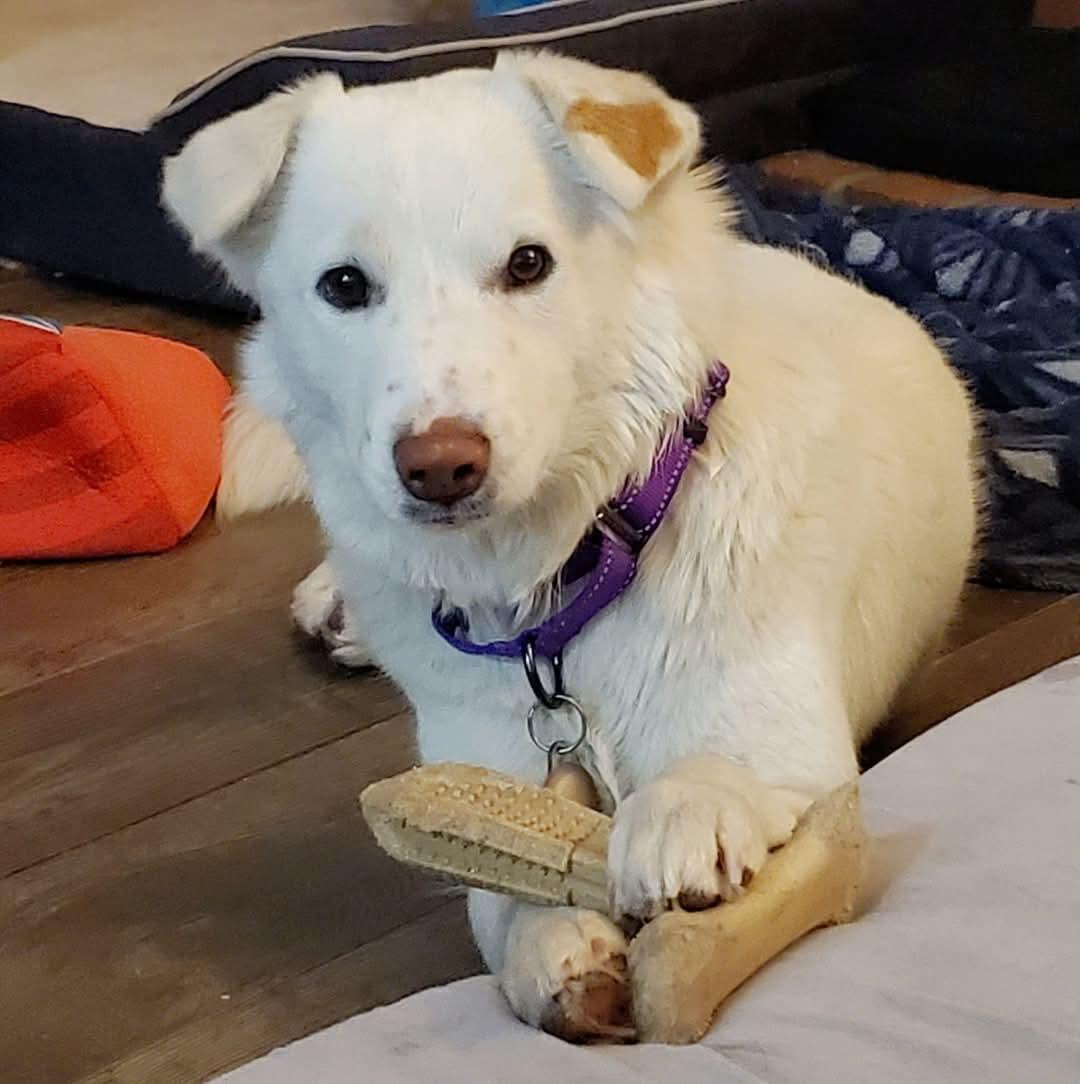 Enlarge Keira, a Adoptable mixed breed in Temecula, CA image 3/6