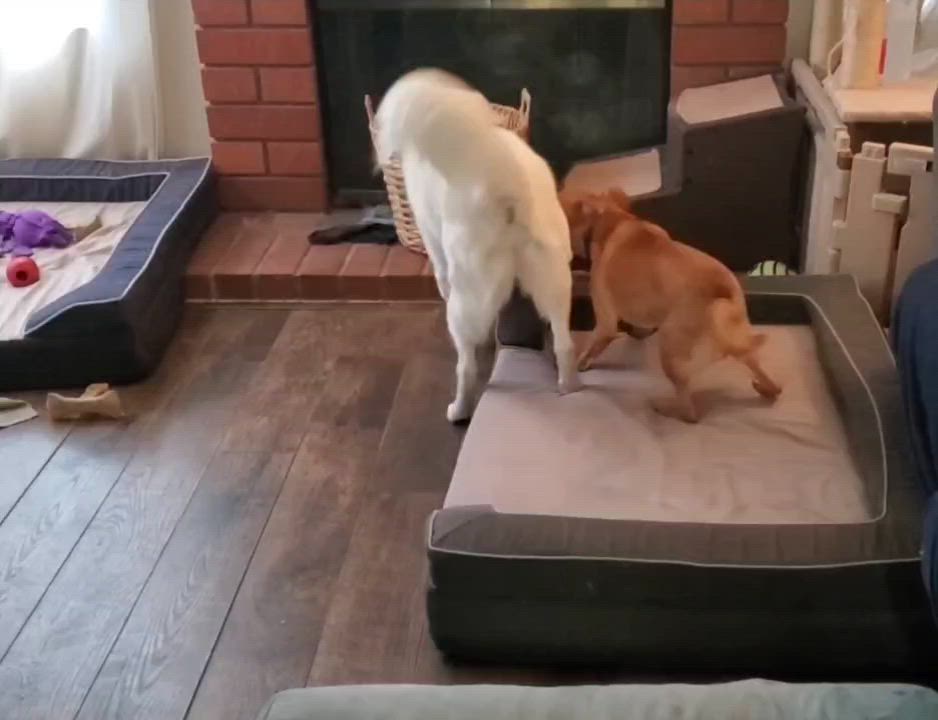 Enlarge Keira, a Adoptable mixed breed in Temecula, CA video 6/6