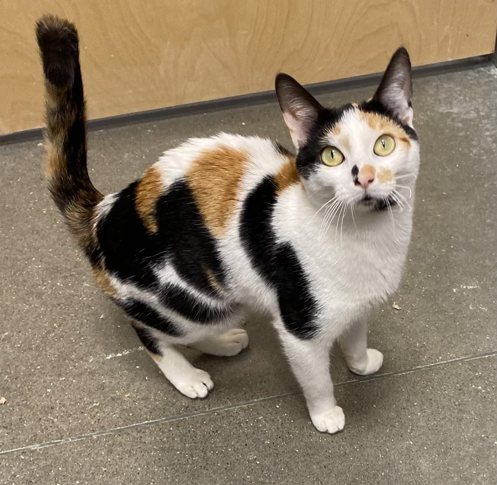Enlarge Irish Car Bomb, a Adoptable Calico in Clarksville, TN image 1/3