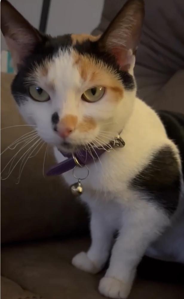 Enlarge Irish Car Bomb, a Adoptable Calico in Clarksville, TN image 2/3