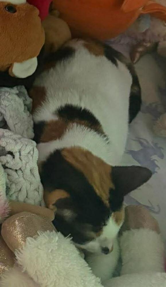 Enlarge Irish Car Bomb, a Adoptable Calico in Clarksville, TN image 3/3