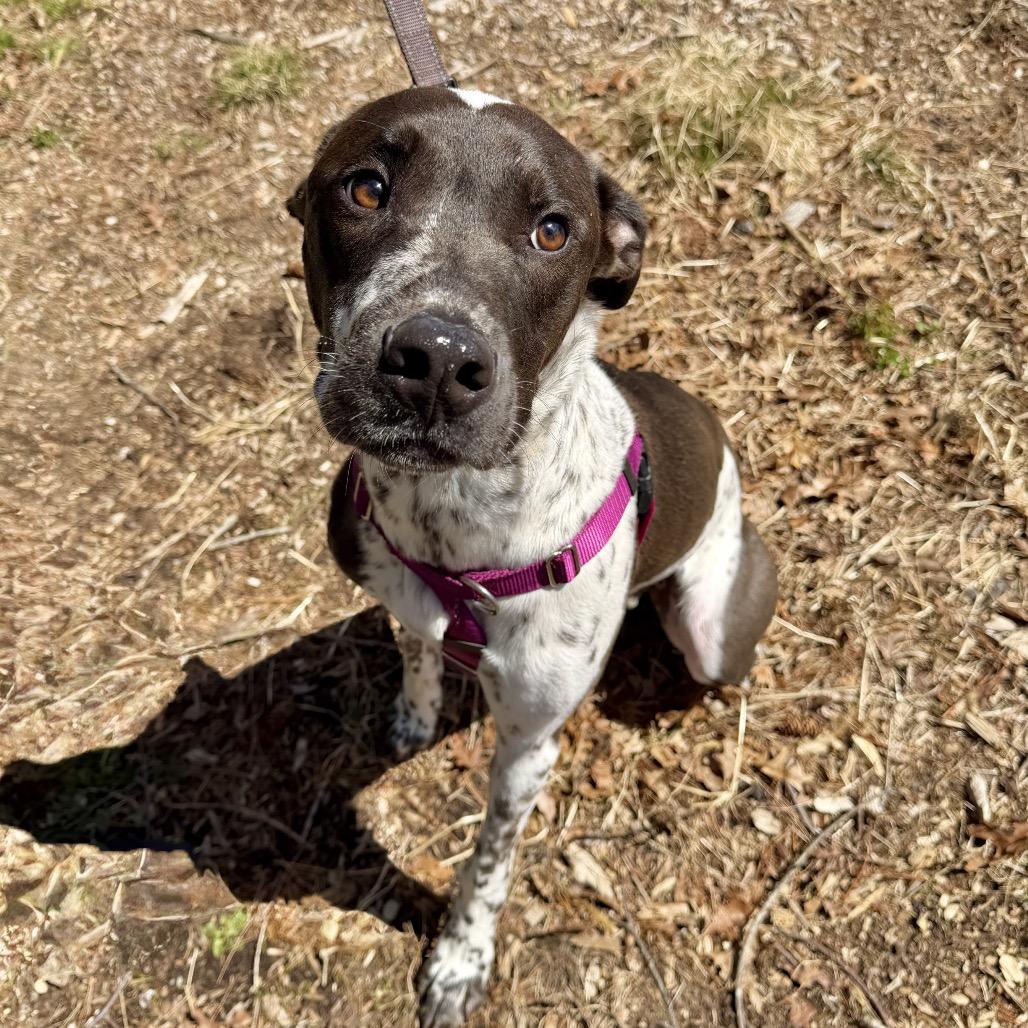 Gumbo, Adoptable, Young Male Labrador Retriever.