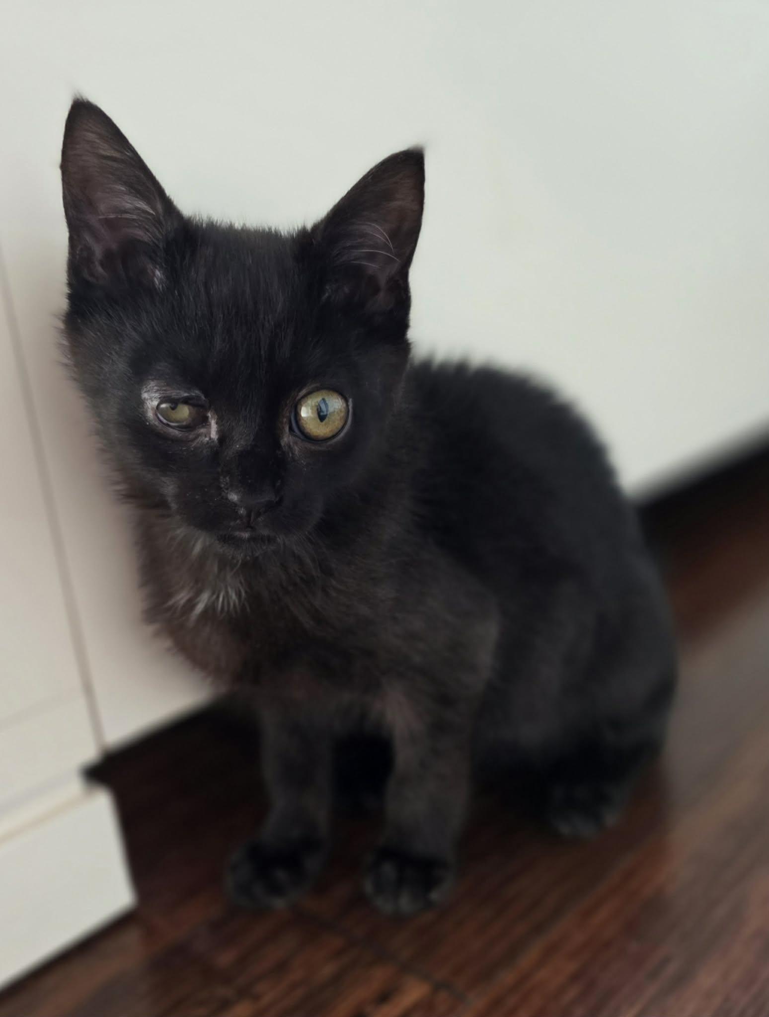 Enlarge Noctis, an adoptable Domestic Short Hair in Terrebonne, QC image 5/6