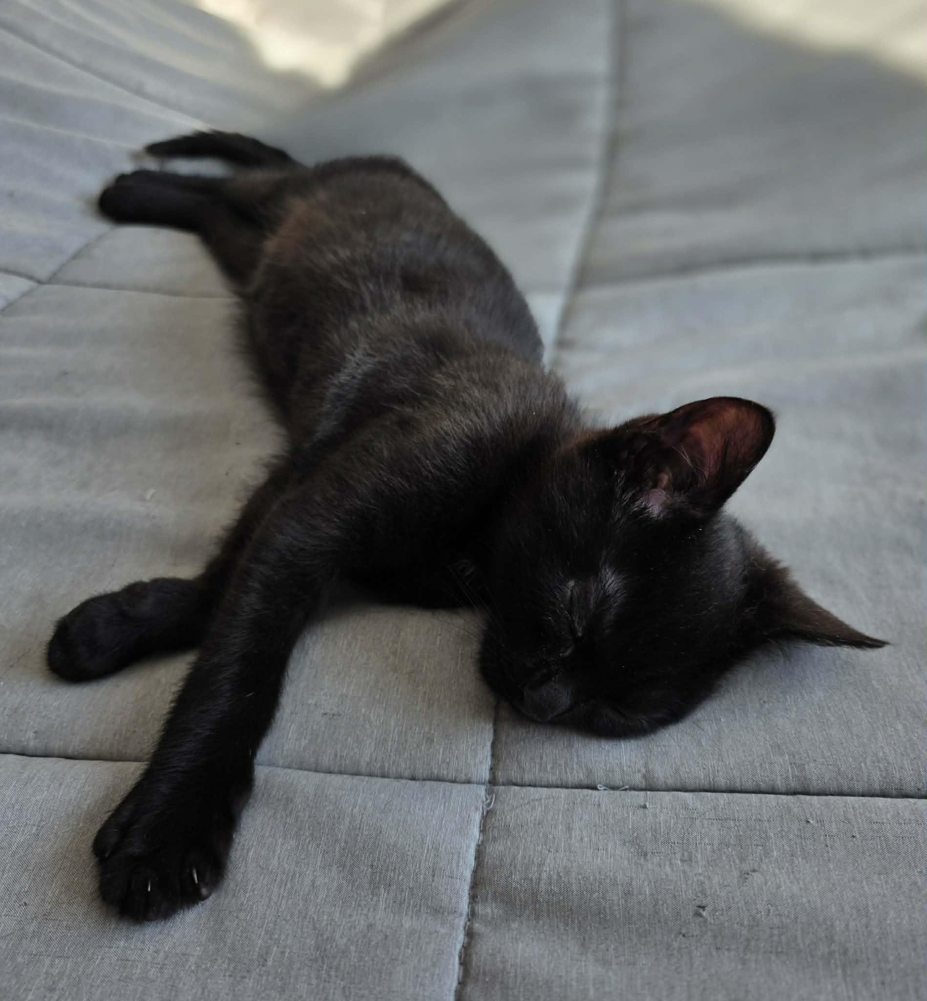 Enlarge Noctis, an adoptable Domestic Short Hair in Terrebonne, QC image 6/6